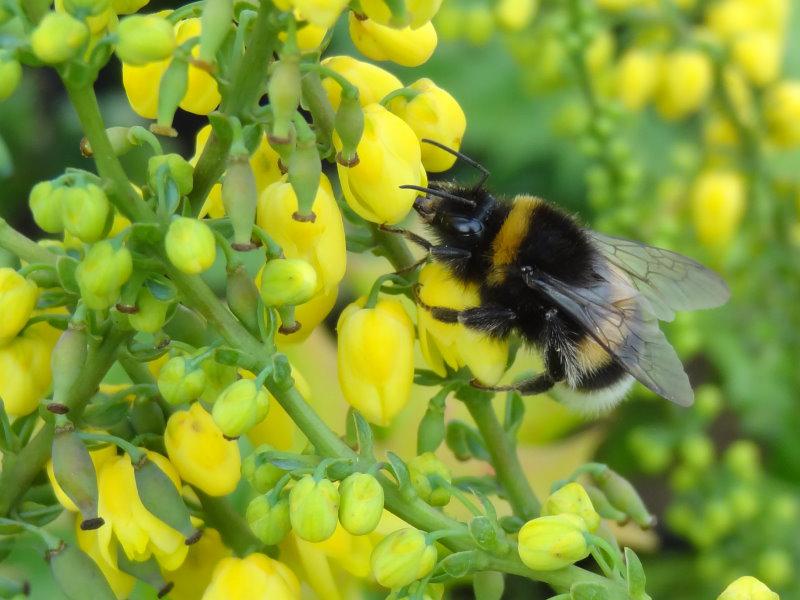Sehr schönes Bienennährgehölz: Mahonia media Winter Sun
