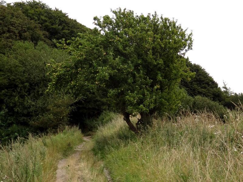 Der natürliche Habitus des Malus communis (Wildapfel)