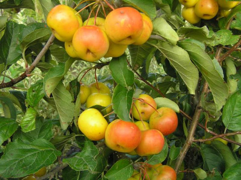 Zierapfel Butterball - leuchtende Früchte im Oktober