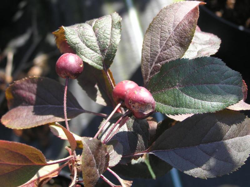 Zierapfel Coccinella - rote Früchte und rotes Laub