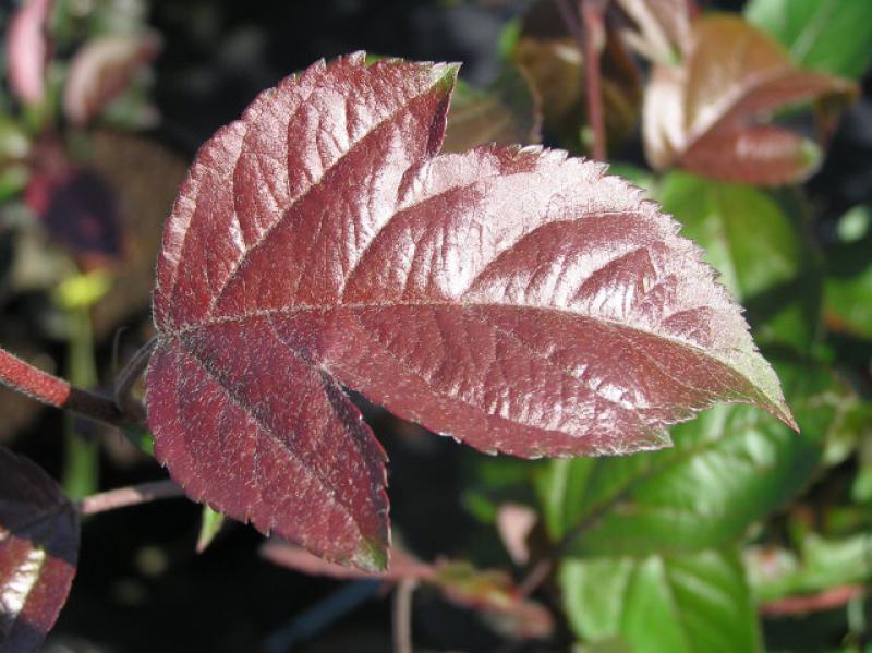 Zierapfel Coccinella - dunkelrote Blätter