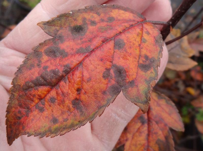 Schönes Herbstlaub beim Zierapfel Coccinella