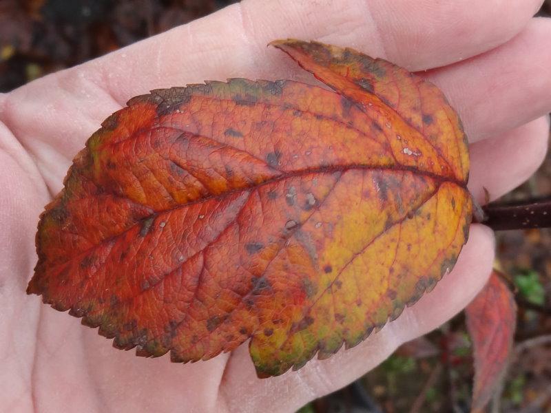 Malus Coccinella besitzt eine attraktive Herbstfärbung
