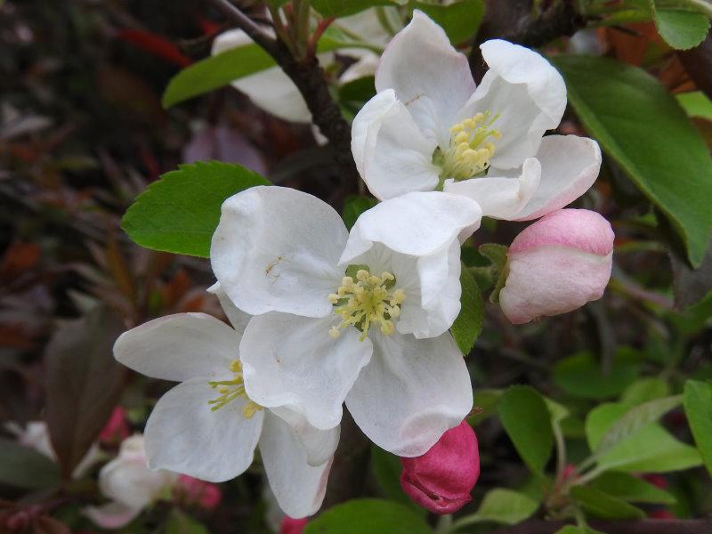 Zartrosa Blüten und Knospen von Malus Evereste