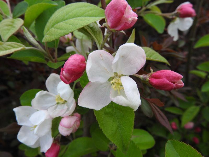 Weißblühender Zierapfel Evereste mit rosa Knospen