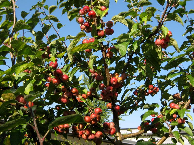 Reicher roter Fruchtschmuck - Zierapfel Evereste