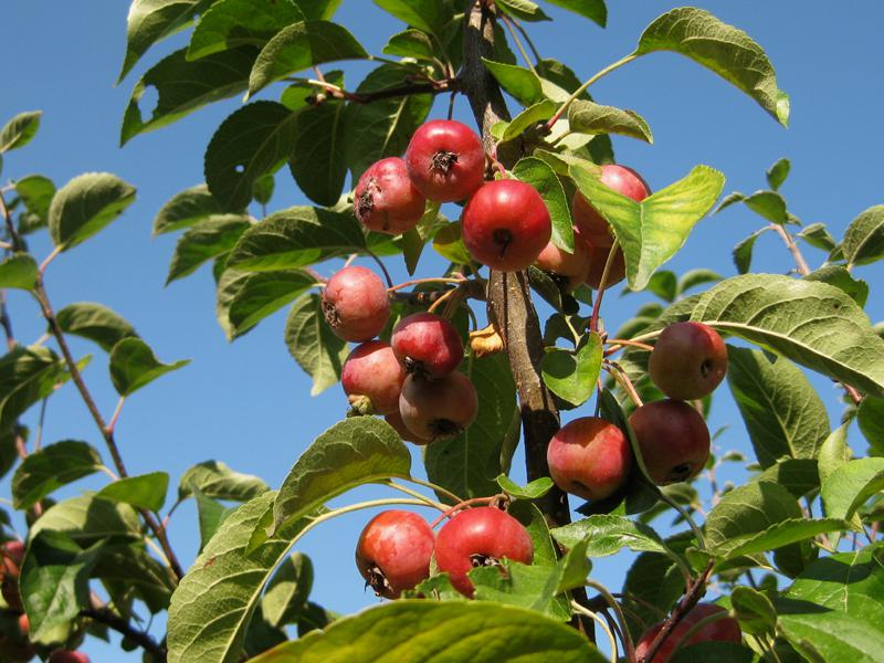 Zierapfel Evereste: Viele leuchtend rote Äpfel