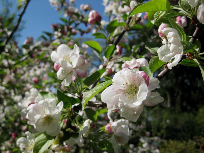 Zartrosa Blüten des Zierapfels Evereste