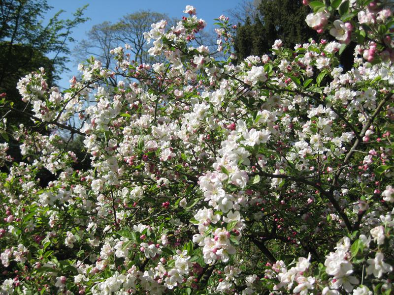 Der Zierapfel Evereste ist als Befruchter für Äpfel wie Elstar geeignet.