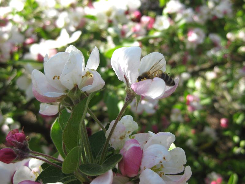 Bienen lieben die Blüten des Zierapfels Evereste.