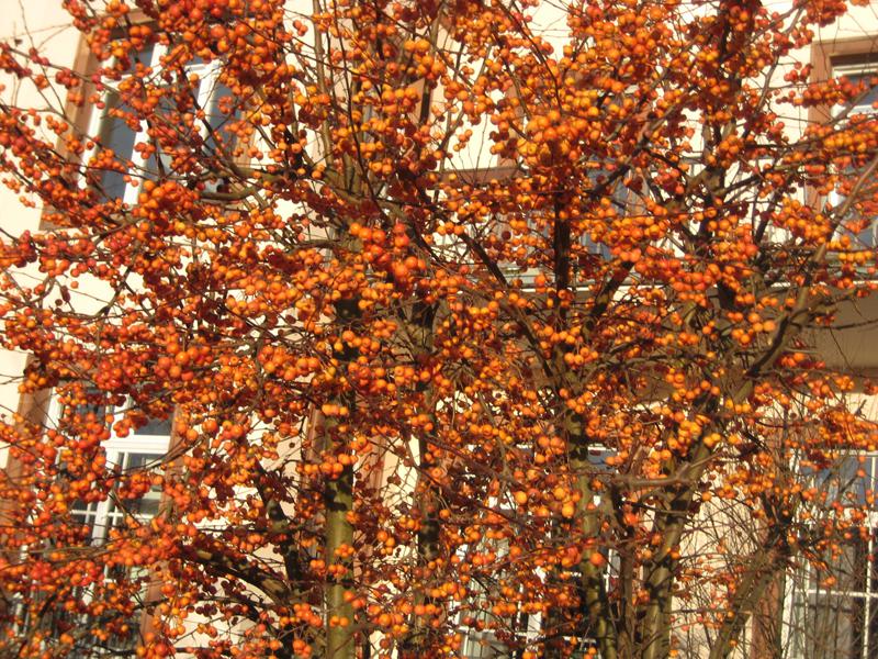 Leuchtende Äpfelchen beim Malus Evereste