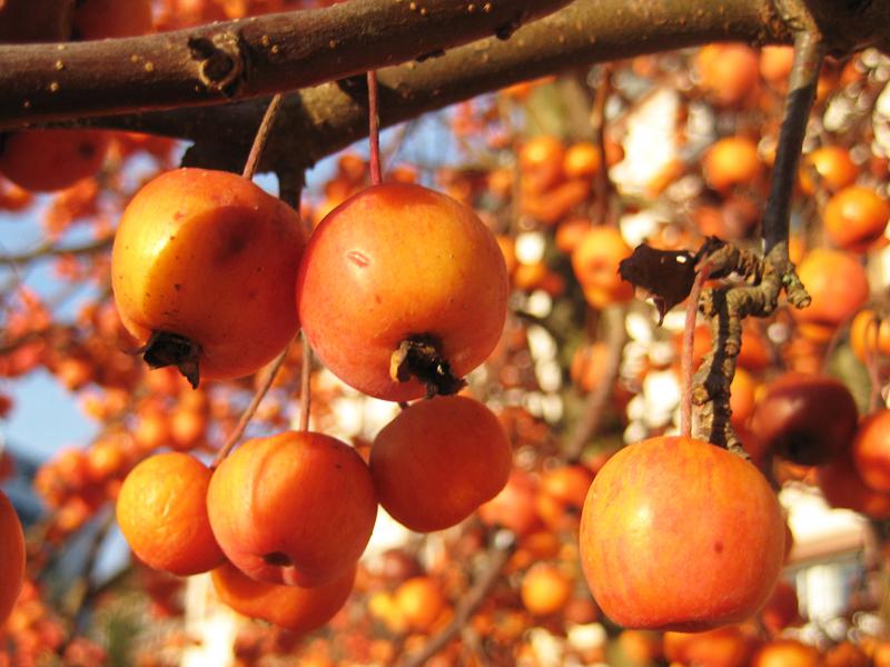 Die orangeroten Früchte des Zierapfel Evereste