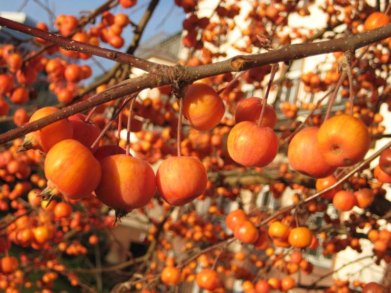 Zierapfel Evereste - leuchtender Fruchtschmuck bis weit in den Winter