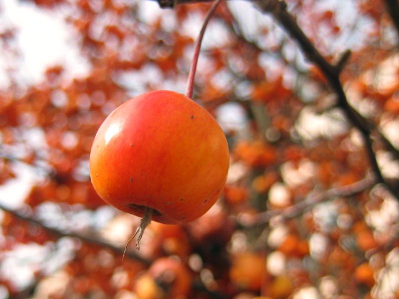 Orangerote Äpfel bei Malus Evereste