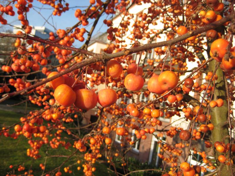 Malus Evereste schmückt den Garten auch im Winter