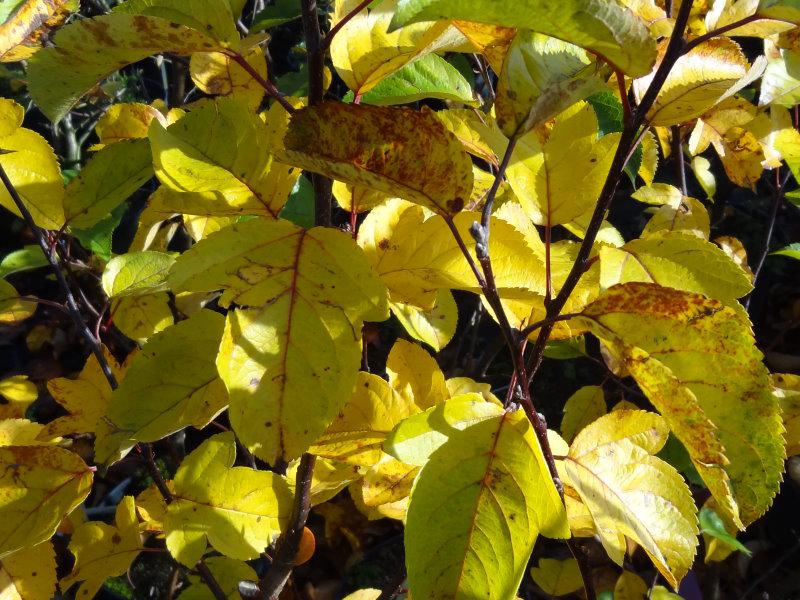 Herbstliches Laub von Malus Evereste