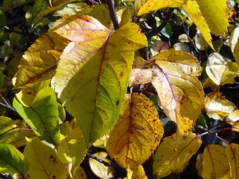 Gelbes Herbstlaub zeichnet den Zierapfel Evereste aus.