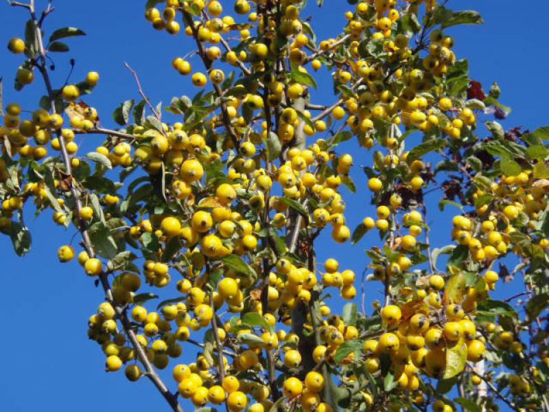 Üppiger Fruchtschmuck beim Zierapfel Golden Hornet