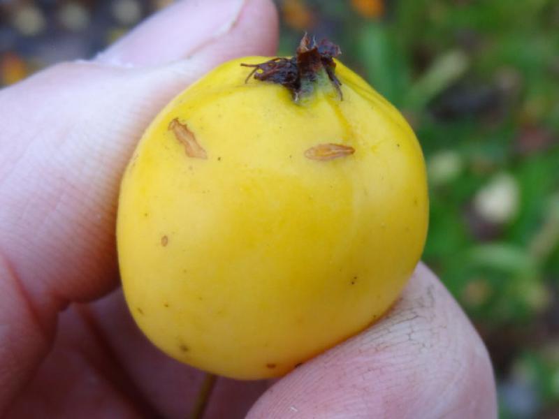 Zierapfel der Sorte Golden Hornet