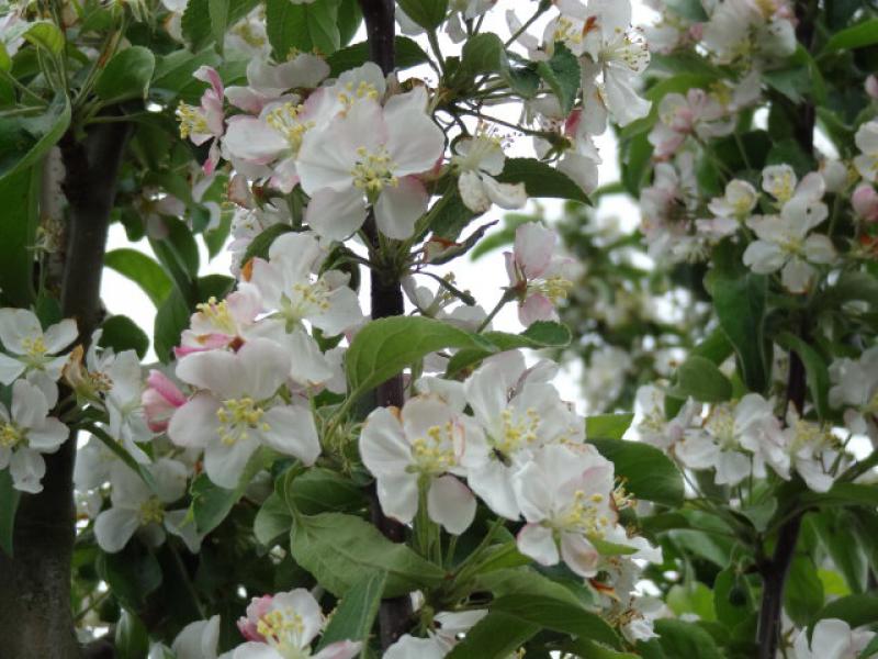 Üppige Blüte beim Zierapfel Golden Hornet