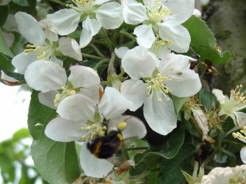 Malus Golden Hornet hat weiße Blüten deren Knospen rosa überzogen sind