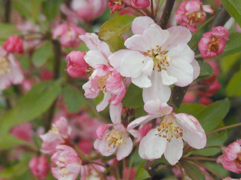 Die hellen rosa Blüten des Zierapfel Hillieri