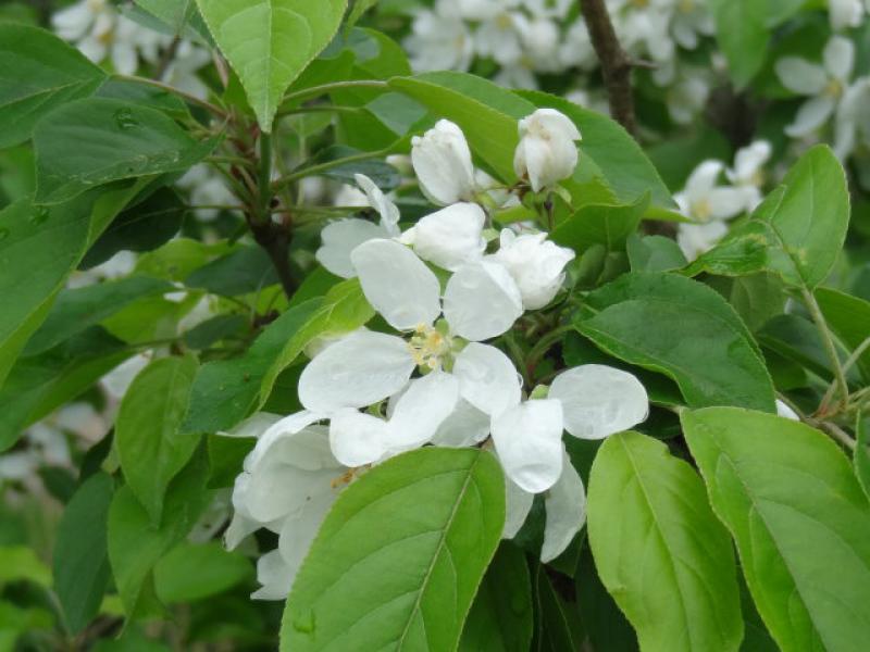 Große weiße Blüten beim Malus John Downii