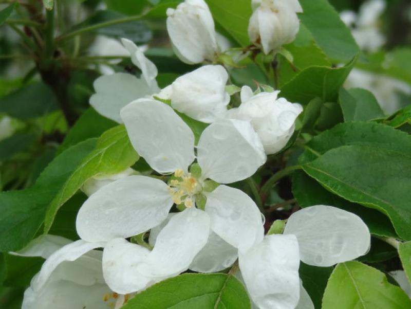 Beim Zierapfel John Downie ist die Blüte einfach und weiß.