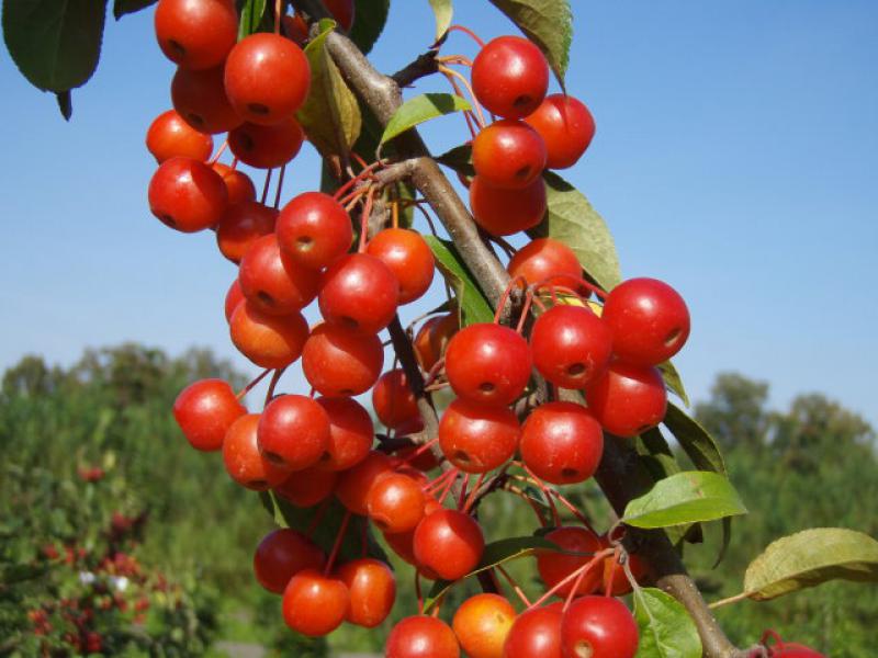 Zierapfel Professor Sprenger - leuchtend rote Früchte