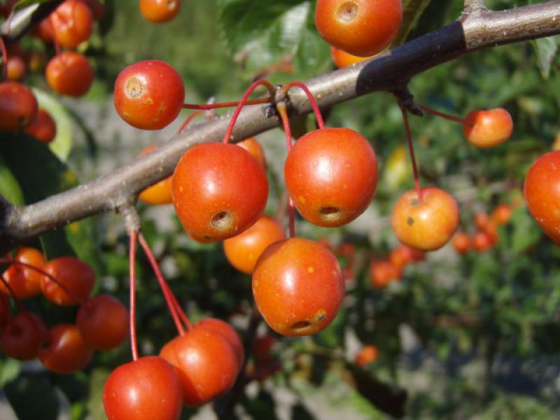 Zierapfel Professor Sprenger - ornage-rote Früchte Nahaufnahme