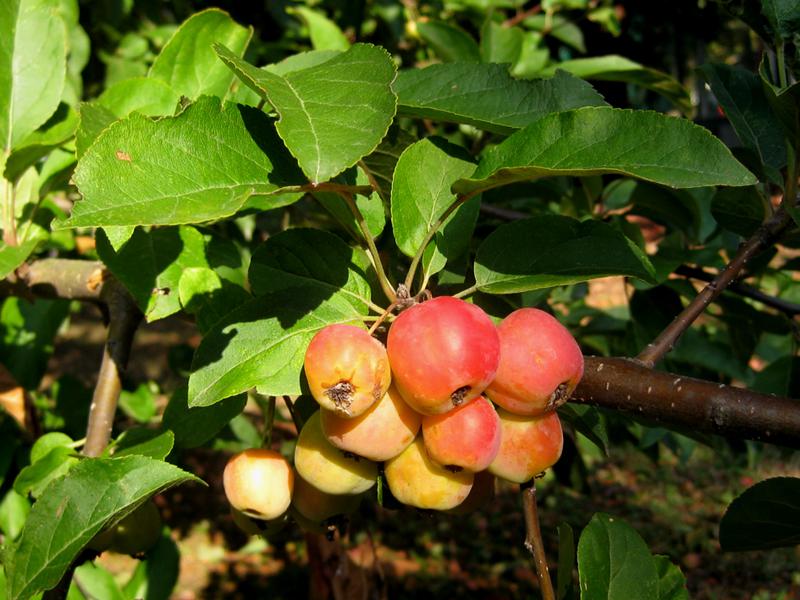 Heranreifende Äpfelchen des Zierapfels Red Sentinel im September
