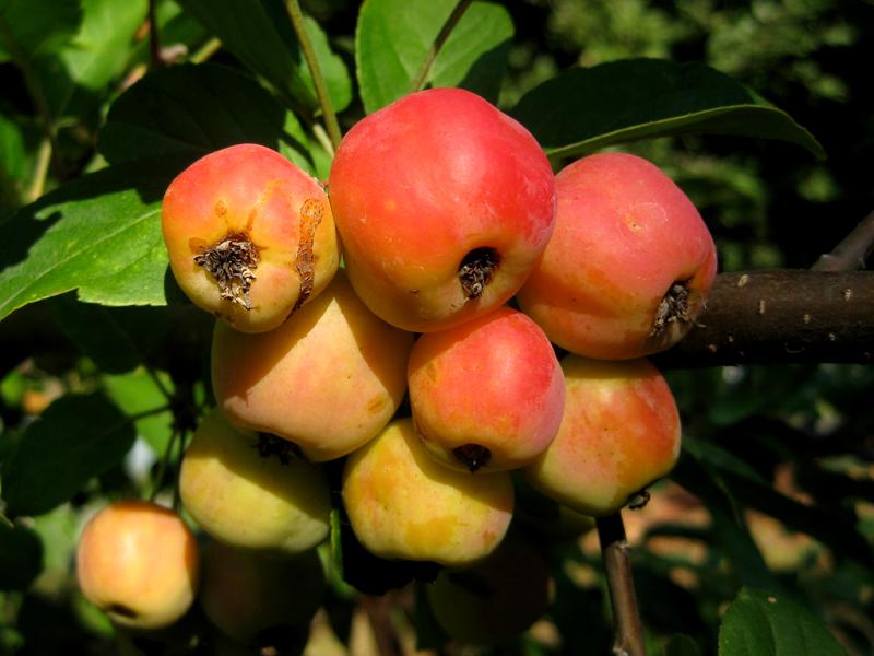 Zierapfel Red Sentinel - hübscher roter Fruchtschmuck