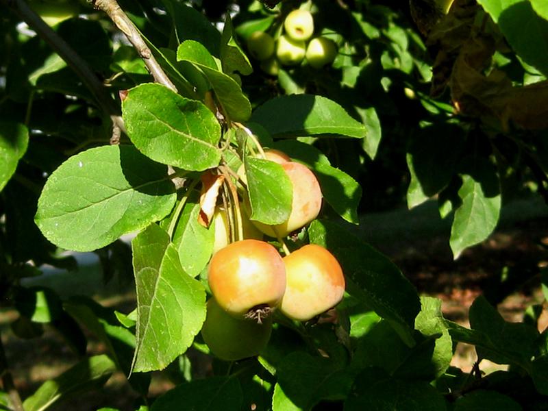 Zierapfel Red Sentinel - unreife Früchte im Spätsommer