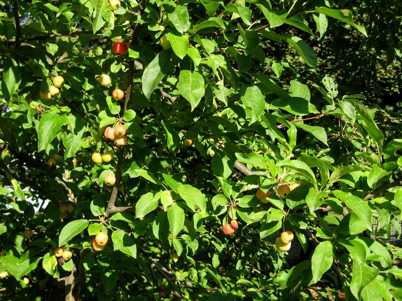 Zierapfel Red Sentinel im Sommer