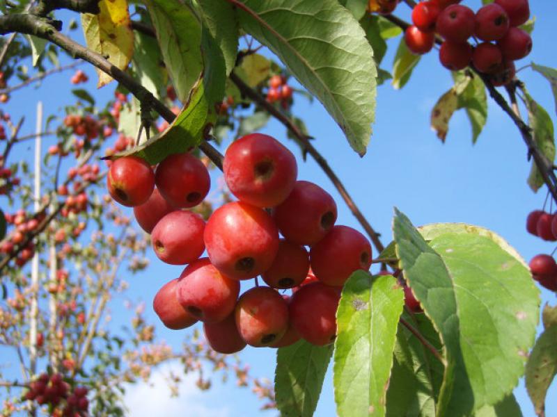 Rotfruchtender Zierapfel Red Sentinel - Malus Red Sentinel