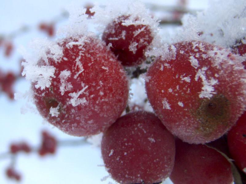 Die Zieräpfel der Sorte Red Sentinel haften bis zum Winter am Trieb.