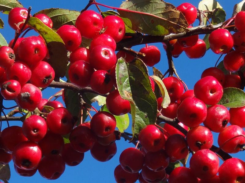 Malus Red Sentinel mit roten Früchten, Aufnahme aus Mitte November