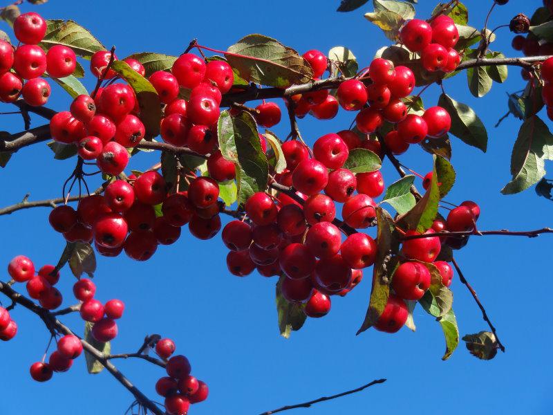 Die roten Zieräpfel der Sorte Red Sentinel haften lange am Trieb, Aufnahme aus Mitte November.