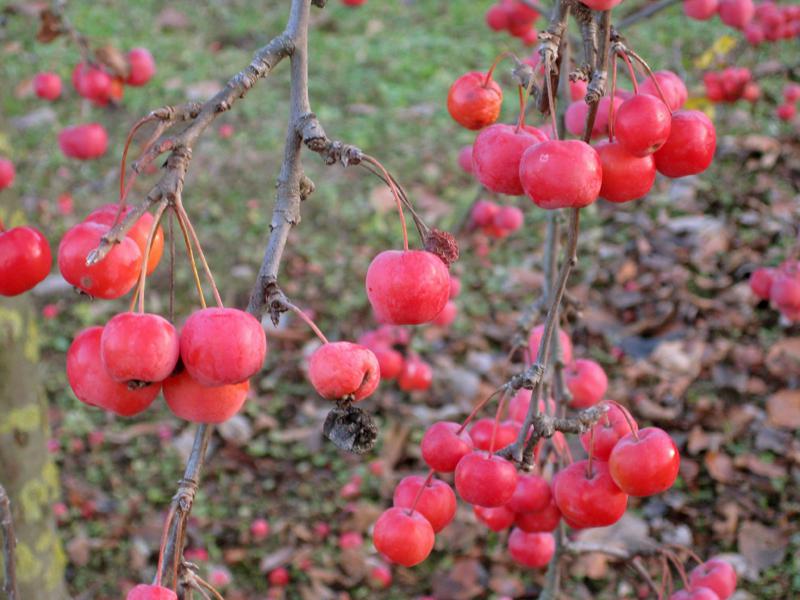 Zierapfel Red Sentinel - rote Früchte im Dezember