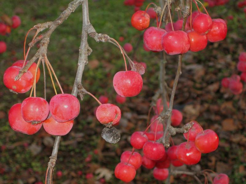 Leuchtend rote Äpfel auch im Winter - Malus Red Sentinel