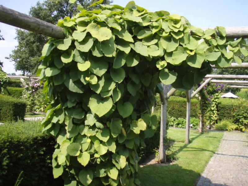 Akzente setzt Aristolochia durior durch die große Belaubung