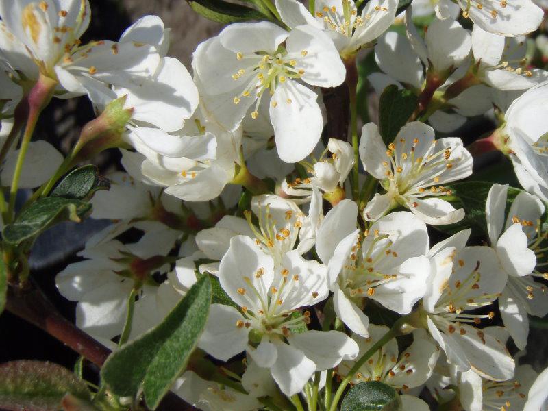 Weißblühender Zierapfel Tina