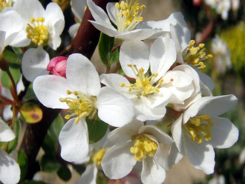 Malus Tina in voller Blüte