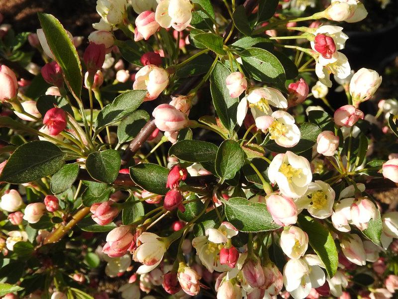 Zwergzierapfel - rosa Knospen und weiße Blüten