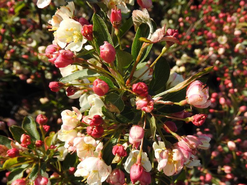 Rosa Knospen des Malus Tina