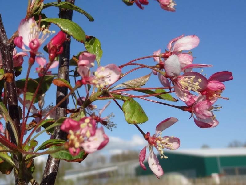 Rosa Blüte von Malus floribunda