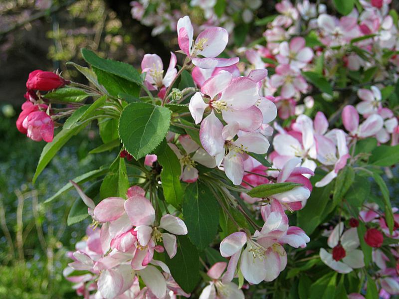 Vielblütiger Zierapfel - rosa-weiße Blüten