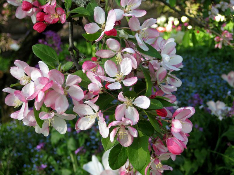 Die karminroten Knospen des Malus floribunda entwickeln sich zu hellrosa Blüten.