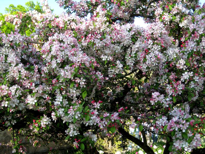 Der Vielblütige Zierapfel ist im Mai ein wahres rosa Blütenmeer.
