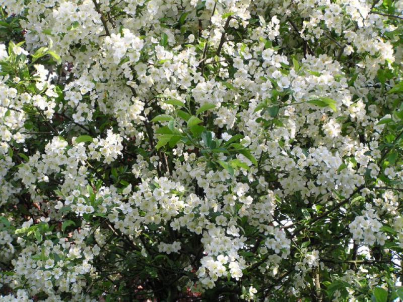 Weiße Blütenpracht des Pflaumenblättrigen Zierapfels
